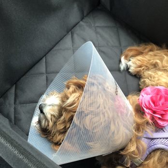 Premier Pups - My puppy from Premier Pups after congenital retina detachment surgery. - Pet Breeders Near Me - Johnstown, Ohio Premier Pups - My puppy from Premier Pups after congenital retina detachment surgery. - Pet Breeders Near Me - Johnstown, Ohio
