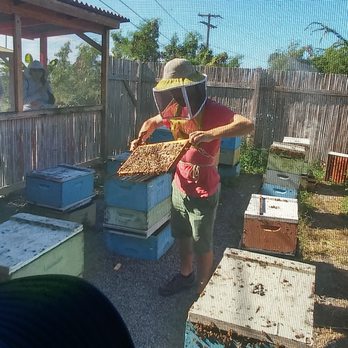 Big Island Bees - No gloves ! - Honey Near Me - Captain Cook, Hawaii