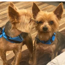 Warm Springs Grooming - Simón and Sneaky