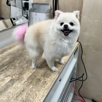 Fluffy Dogs Pet Mobile - Pomeranian cut with scissors and a volumizer to make it look fluffy - Pet Groomers Near Me - Denver , Colorado Fluffy Dogs Pet Mobile - Pomeranian cut with scissors and a volumizer to make it look fluffy - Pet Groomers Near Me - Denver , Colorado