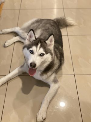 willies grooming & pet shop