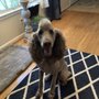 Photo of Mason's Place Grooming by Jennifer
