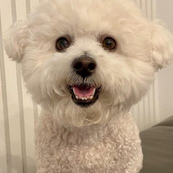 Bow Wow Care 101 - All smiles - Pet Groomers Near Me - Laguna Niguel, California