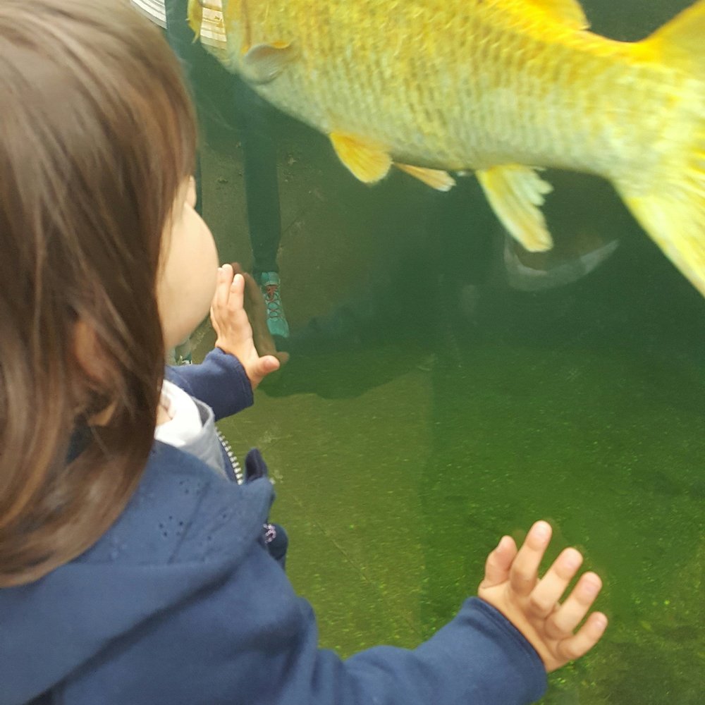 Fjärilshuset Haga ocean - Watching the Koi fish. Unlike in Hawaii you can't feed these. - Zoos Near Me - Solna, Alberta