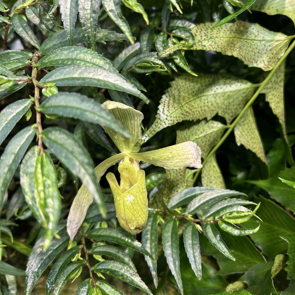 Amazon Spheres - Insect flowers - Botanical Gardens Near Me - Seattle, Washington