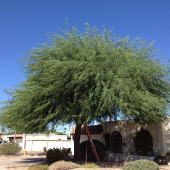 Triple "J" Lawn Service - a large tree in front of a building - Landscaping Near Me - Phoenix, Arizona Triple "J" Lawn Service - a large tree in front of a building - Landscaping Near Me - Phoenix, Arizona