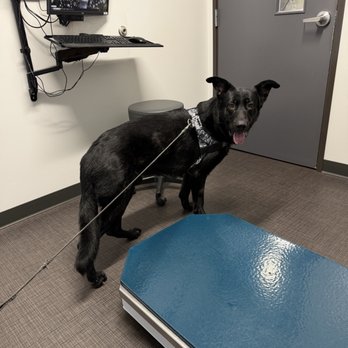 Four Corners Veterinary Clinic - Kota waiting to be seen - Veterinarians Near Me - Eugene, Oregon
