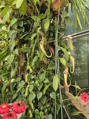 Butterfly Garden by null