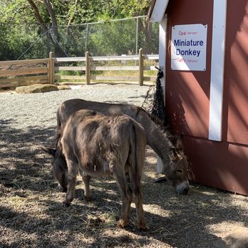 Beacon Hill Children's Farm - Zoos Near Me - Victoria, British Columbia Beacon Hill Children's Farm - Zoos Near Me - Victoria, British Columbia