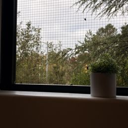 There were a fair number of black flies in all the windows There were a fair number of black flies in all the windows