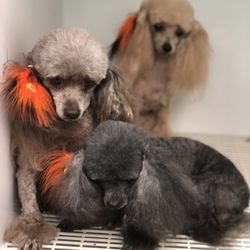 Ruff Cutz Dog Grooming