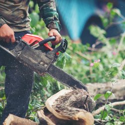 Myrtle Beach Tree Removal