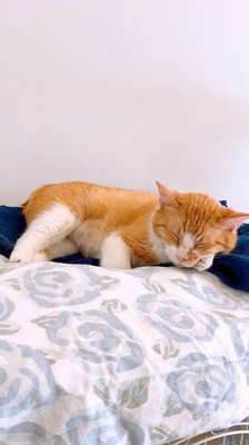 Mauhaus Cat Cafe by null