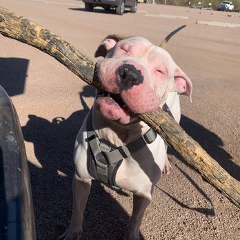 1st Pet Veterinary Centers - Common - Veterinarians Near Me - Mesa, Arizona 1st Pet Veterinary Centers - Common - Veterinarians Near Me - Mesa, Arizona