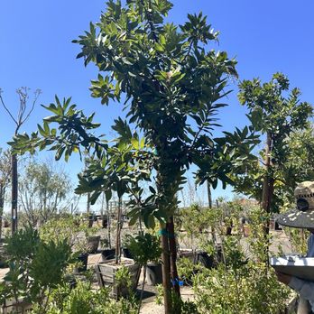 French Valley Nursery - Strawberry Tree - Nurseries & Gardening Near Me - Winchester, California