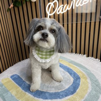 Pawtastic - JoJo! - Pet Groomers Near Me - Tustin, California Pawtastic - JoJo! - Pet Groomers Near Me - Tustin, California