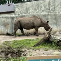 Rhino Rhino