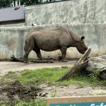 Potter Park Zoo - Rhino - Zoos Near Me - Lansing, Michigan Potter Park Zoo - Rhino - Zoos Near Me - Lansing, Michigan