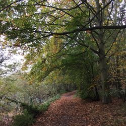 Alton Water Sports Centre - Kicking leaves