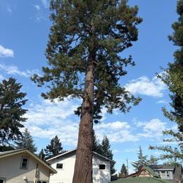 Happy Redwood!  I wish I had taken a before photo - you wouldn't have seen most of that sky or the white house!