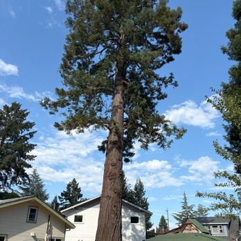 JB Tree 365 - Happy Redwood!  I wish I had taken a before photo - you wouldn't have seen most of that sky or the white house! - Tree Services Near Me - Sebastopol, California