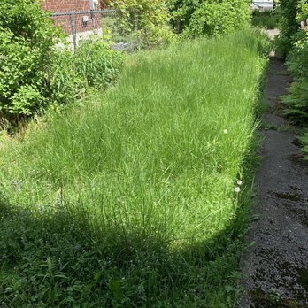 Pure Elegance - Back yard before - Painters Near Me