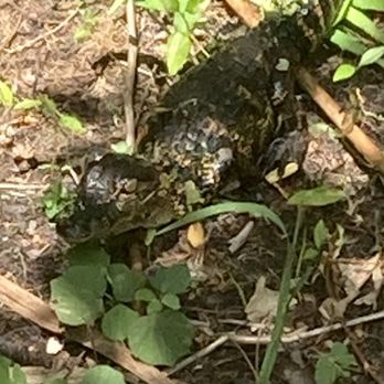 CREW - Bird Rookery Swamp - Baby gator - Parks Near Me - Naples, Florida