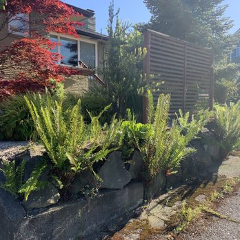 Green City Tree Care - Massive fern clean up of brown leaves - Tree Services Near Me Green City Tree Care - Massive fern clean up of brown leaves - Tree Services Near Me