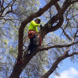 Shane Carey's Tree Service - California pepper crown reduction