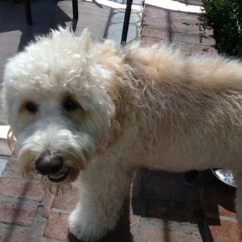 Miramonte Winery - Mojo. The winery dog. - Wineries Near Me - Temecula, California Miramonte Winery - Mojo. The winery dog. - Wineries Near Me - Temecula, California