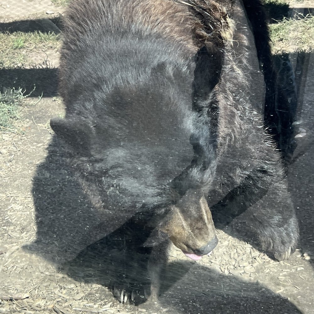 Big Bear Alpine Zoo - Zoos Near Me - Big Bear Lake, California Big Bear Alpine Zoo - Zoos Near Me - Big Bear Lake, California