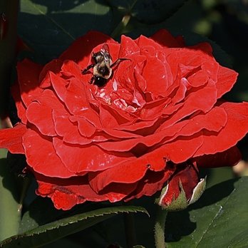 Kravitz's Garden Cafe & Inspired Catering - a bee on a red rose - Cafes Near Me - Youngstown, Ohio Kravitz's Garden Cafe & Inspired Catering - a bee on a red rose - Cafes Near Me - Youngstown, Ohio
