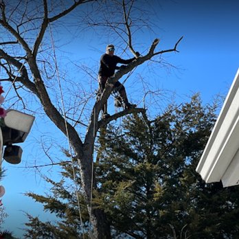 Johnke Tree Service - Tree Services Near Me Johnke Tree Service - Tree Services Near Me