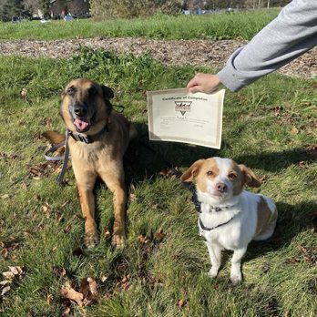 Disciplined K9 - Pumpkin (right) and her training buddy on graduation day - Pet Training Near Me Disciplined K9 - Pumpkin (right) and her training buddy on graduation day - Pet Training Near Me
