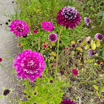 Blake Garden - Cosmos flowers - Parks Near Me - Kensington, California