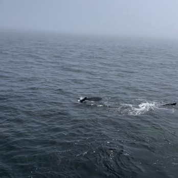 Cape Ann Whale Watch - Boat Charters Near Me - Gloucester, Massachusetts