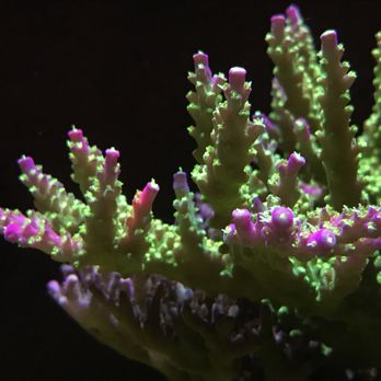 Keystone Reefscapes - SPS tank here at our studio... - Aquarium Services Near Me - Newtown Square, Pennsylvania Keystone Reefscapes - SPS tank here at our studio... - Aquarium Services Near Me - Newtown Square, Pennsylvania