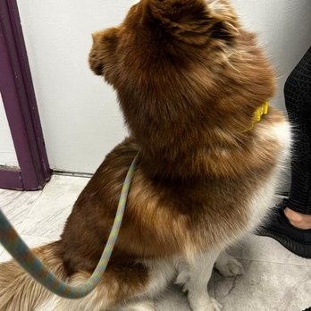 Tailwaggers - Pet Groomers Near Me - Las Vegas, Nevada