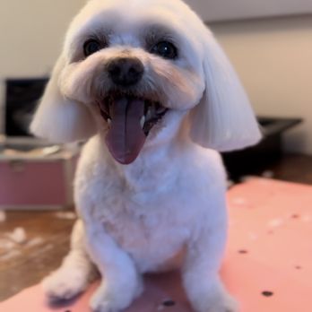 Your Next Door Groomer - Your Next Door Groomer's Baby Club! - Pet Groomers Near Me Your Next Door Groomer - Your Next Door Groomer's Baby Club! - Pet Groomers Near Me