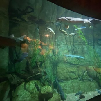 Downtown Aquarium - Museums Near Me - Denver, Colorado Downtown Aquarium - Museums Near Me - Denver, Colorado