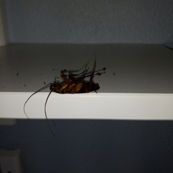 Texstar Pest Control - Dead American Cockroach - Pest Control Near Me - San Antonio, Texas Texstar Pest Control - Dead American Cockroach - Pest Control Near Me - San Antonio, Texas