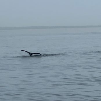 Orca Spirit Adventures - More tail - Boat Charters Near Me - Victoria, British Columbia Orca Spirit Adventures - More tail - Boat Charters Near Me - Victoria, British Columbia