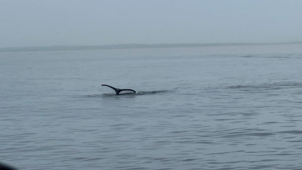 Orca Spirit Adventures Whale Watching by null