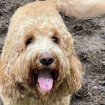 pup-e-cise - Rocky! - Dog Walkers Near Me - Schenectady, New York pup-e-cise - Rocky! - Dog Walkers Near Me - Schenectady, New York