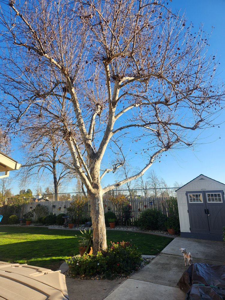 canas tree service - tree service in Sacramento, CA