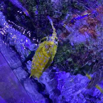 Sea Life Aquarium - The is a cow fish with two horns in front and a fin on the top and sides for swimming - Aquariums Near Me - Carlsbad, California Sea Life Aquarium - The is a cow fish with two horns in front and a fin on the top and sides for swimming - Aquariums Near Me - Carlsbad, California