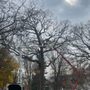 Mohr Tree Service