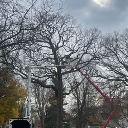 Mohr Tree Service