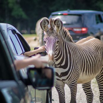 Texas Zoofari Park - Zebras are a fan favorite to feed in the safari drive-thru - Zoos Near Me - Kaufman, Texas Texas Zoofari Park - Zebras are a fan favorite to feed in the safari drive-thru - Zoos Near Me - Kaufman, Texas