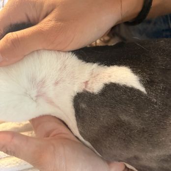 Petrichor Pet Salon - poor shaving around neck - Pet Groomers Near Me - Irvine, California